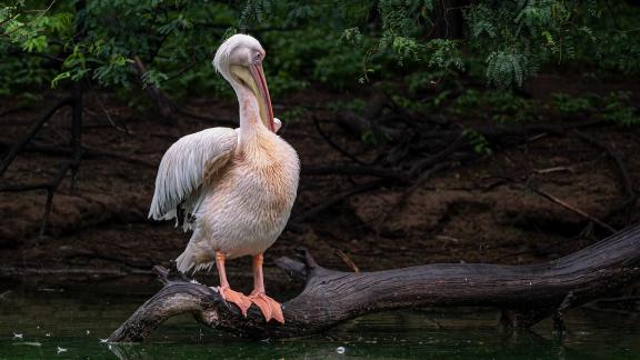 Great White Pelican on a rainy day 