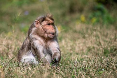 Rhesus Macaque 1