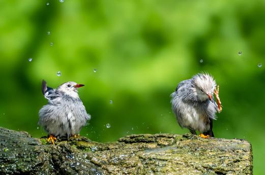 Feather combing