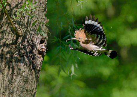 Feeding