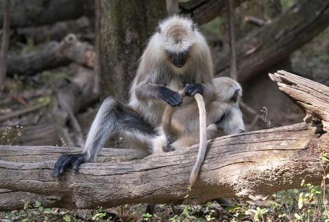 Hanuman Debugging Tail