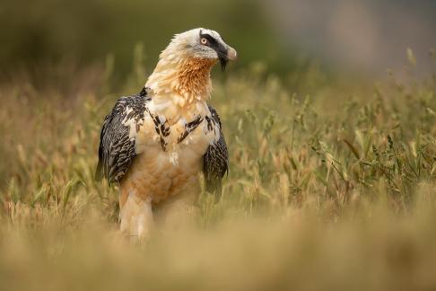 Lammergeier portrait