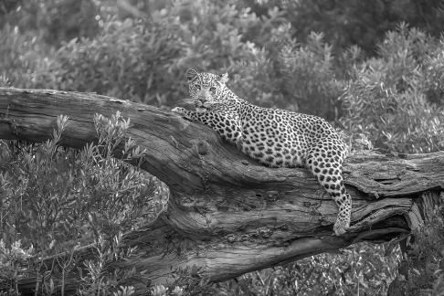 Leopardo en arbol