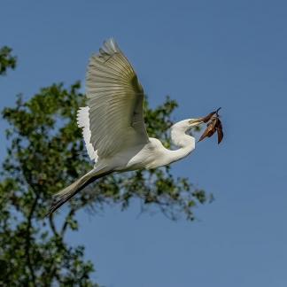 Great Egret With Nest Materials