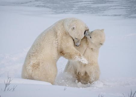 Polar Bears Playing 26