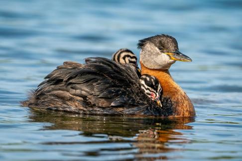 Red-necked grebe Babies 22