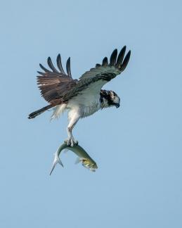 Osprey Bringing Home Fish 28