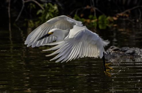 Egret Skipping Water