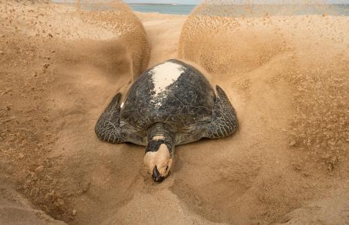 turtle covering eggs 136