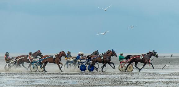 trot race 23