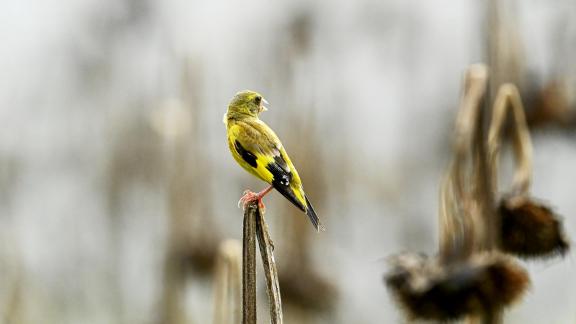 goldfinch 3