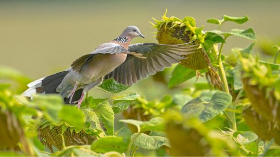 turtledove