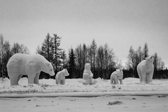Snow Bears