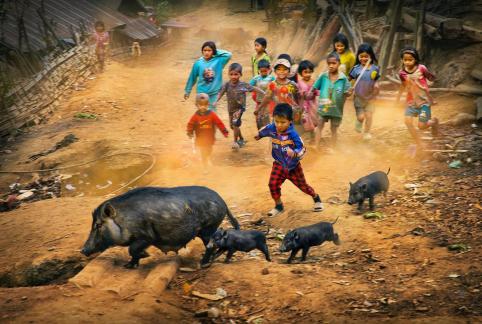 Pigs are on the road