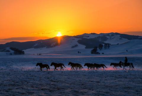 The Horse Returning at Dusk
