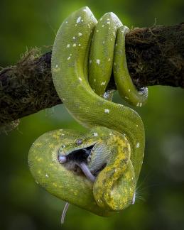 green