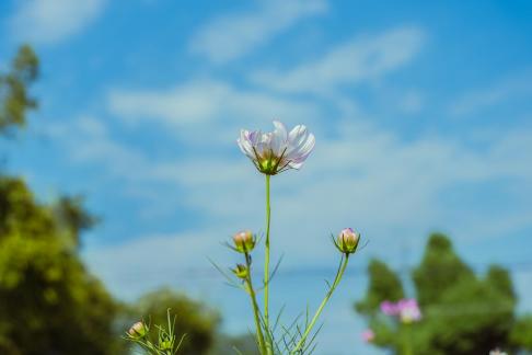 Natural flowers 2
