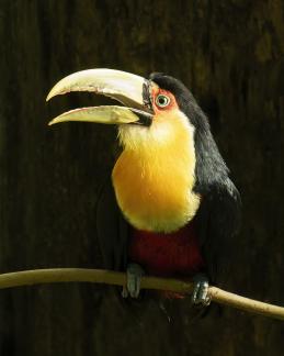 KB Toucan Shadow Back
