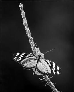 Butterfly on Red Flower 03