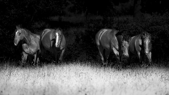 Horses 4 Into the Light