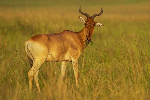 Hartebeest Grass in Mouth