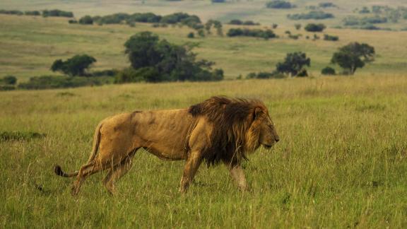 Lion Strolling in Grass