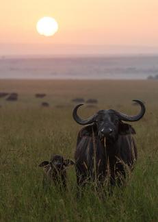 Buffalo Cow n Calf Sunrise