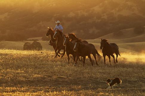 Running the Horses w Shep