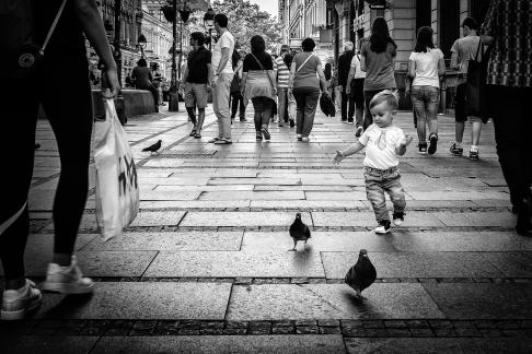 Catch the birds