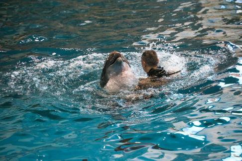 Marine Animal Performance 26