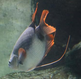 gourami  1
