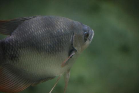 gourami 2
