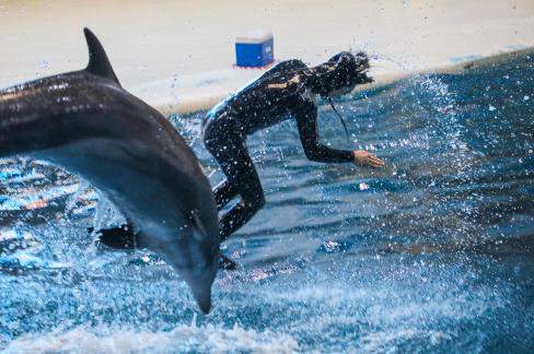 Marine Animal Performance 33