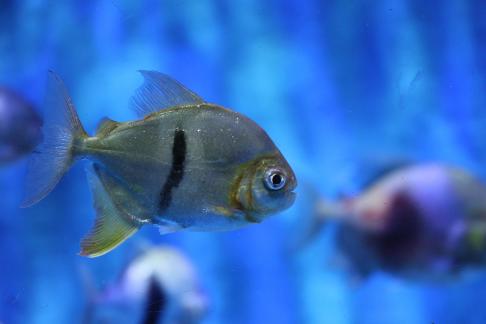 Metynnis hypsauchen 12