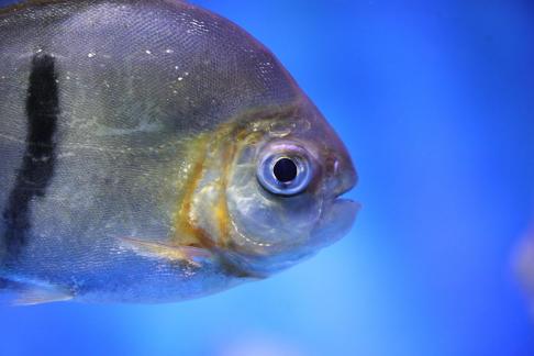 Metynnis hypsauchen 14