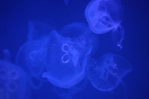 jellyfish 33