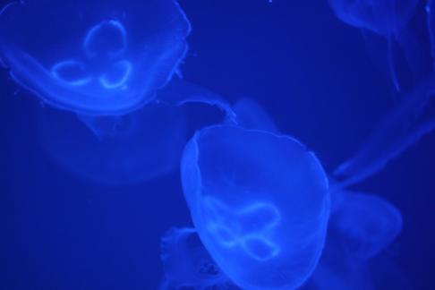jellyfish 34