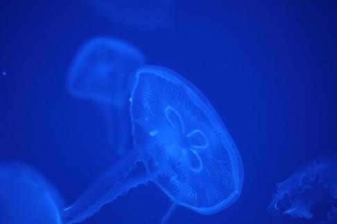 jellyfish 35