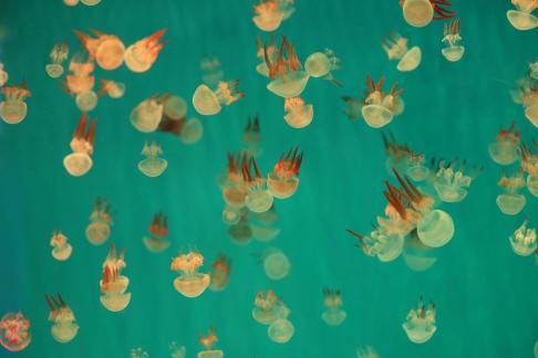 jellyfish 4