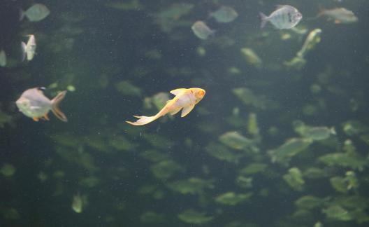 Yellow scavenger fish 6