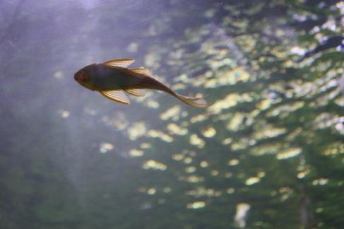 Yellow scavenger fish 7