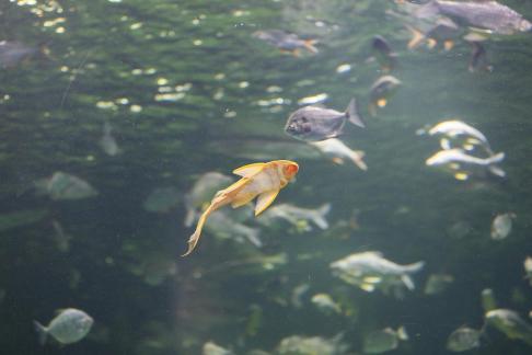 Yellow scavenger fish 8