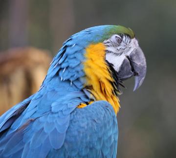 parrot 4