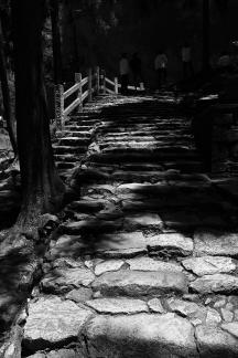 Forest stone steps road 1