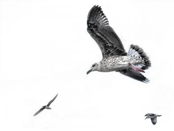 Seagulls-2