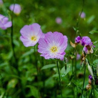 Little flowers after the rain 1