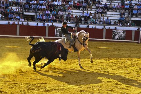 Los tobillos del caballo