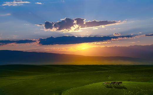 Grassland at sunset