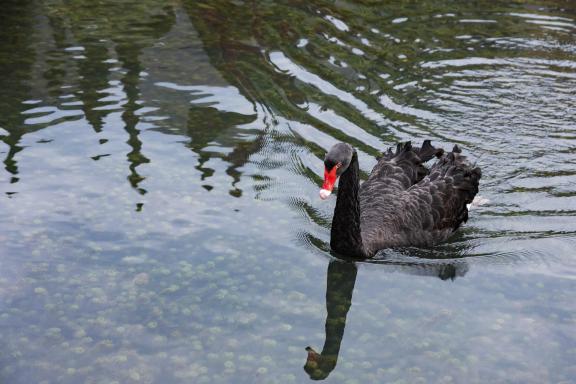 Black swan-2
