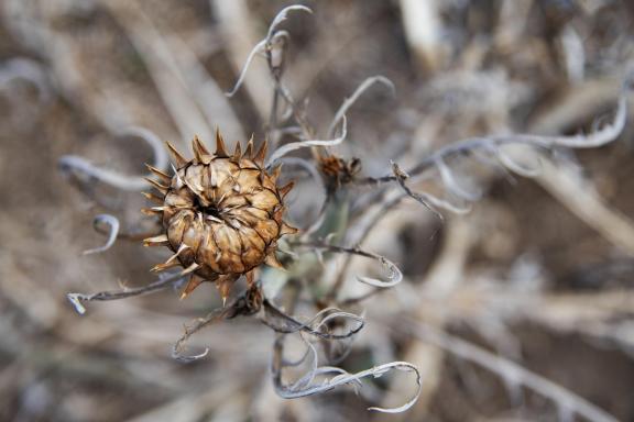 Graceful burdock